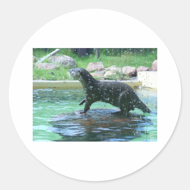 Otter Runt Klistermärke (Framsida)