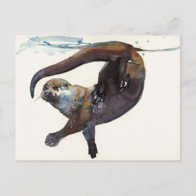 Otter Study II -'Talisker' Vykort (Framsida)