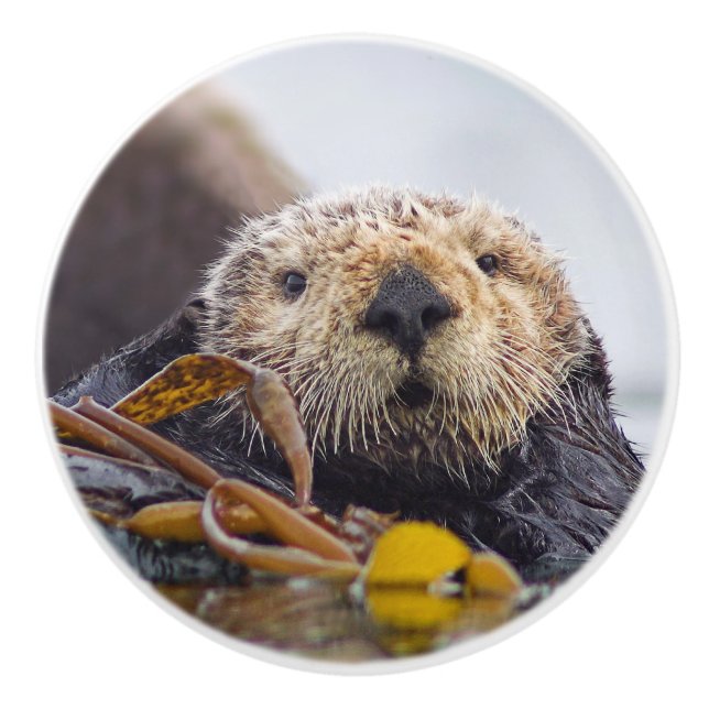 Otter Surprise Knob Knopp (Framsidan)