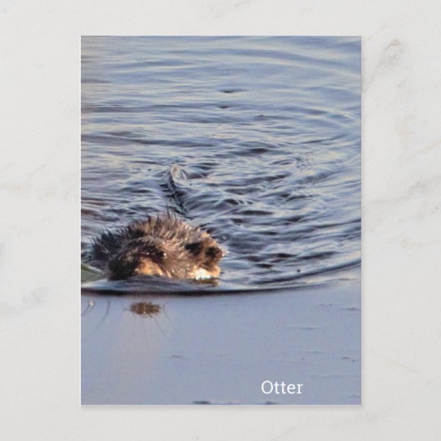 Otter Swimming Photo Vykort (Framsida)
