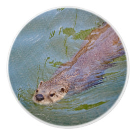 Otter Swimming Wildlife Photo Knopp