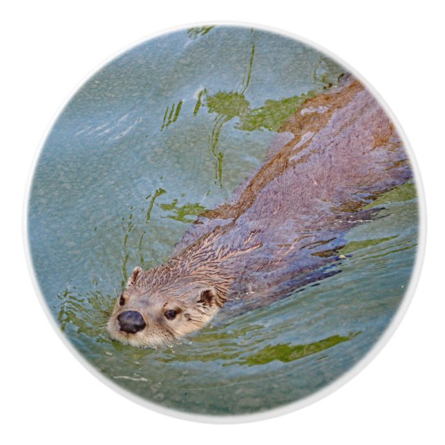 Otter Swimming Wildlife Photo Knopp (Framsidan)