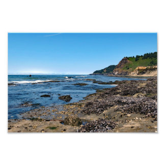 Otter Vapensköld Beach Oregon Fototryck