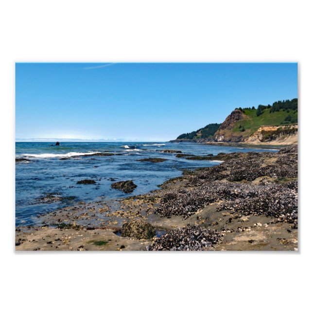Otter Vapensköld Beach Oregon Fototryck (Framsidan)