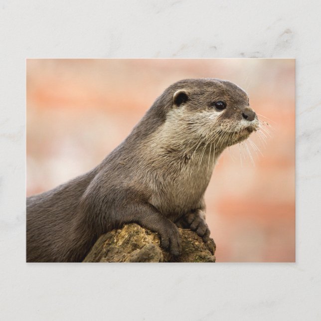 Otter vykort (Framsida)