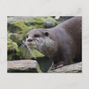 Otter Vykort