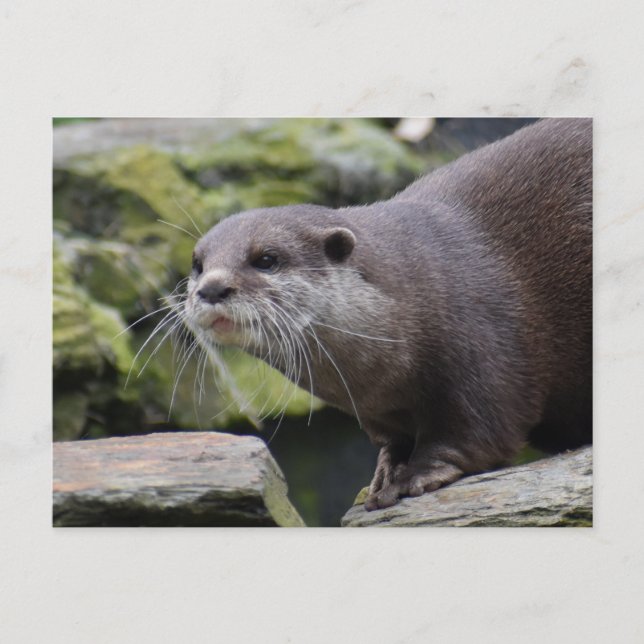 Otter Vykort (Framsida)