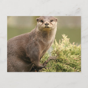 Otter vykort