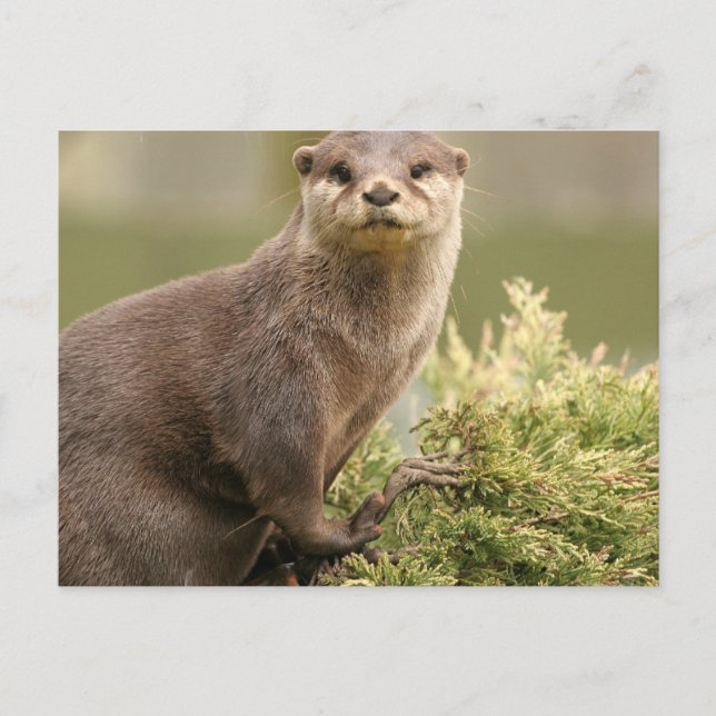 Otter vykort (Framsida)