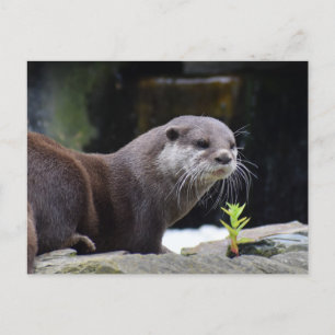 Otter Vykort