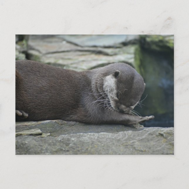 Otter Vykort (Framsida)