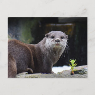 Otter Vykort