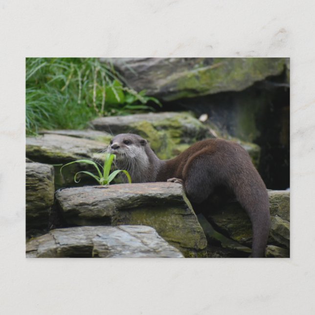 Otter Vykort (Framsida)