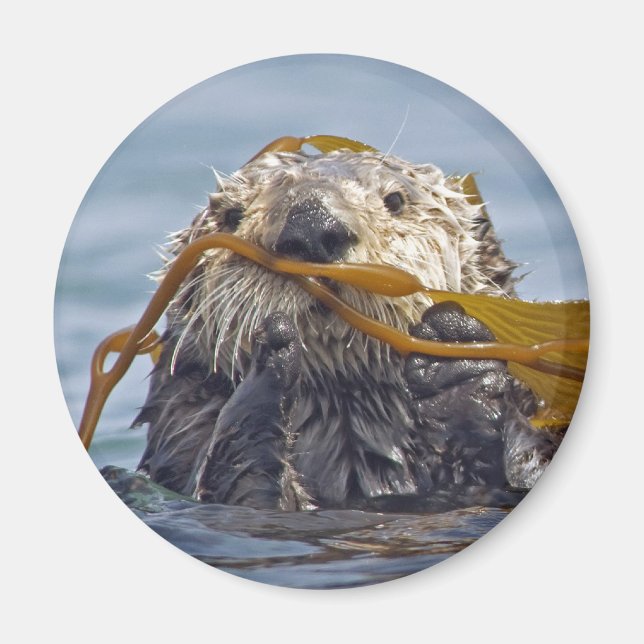 Otter Wrapped in Kelp.Magnet Magnet (Framsidan)