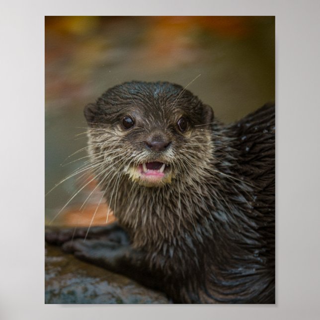 Otterly överraskning poster (Framsidan)