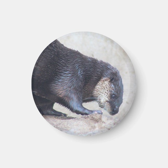 Otterly sleek magnet (Framsidan)