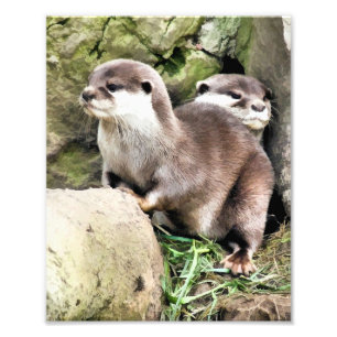 OTTERS FOTOTRYCK