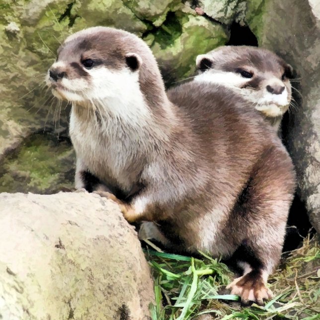 OTTERS KAFFEMUGG (A photographic design of a pair of very cute little otters.)