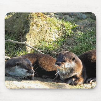 OTTERS MUSMATTA