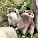 OTTERS SMYCKESKRIN<br><div class="desc">En vattenfärgsdesign av ett par mycket söta små träd.</div>