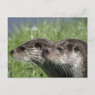 Otters vykort