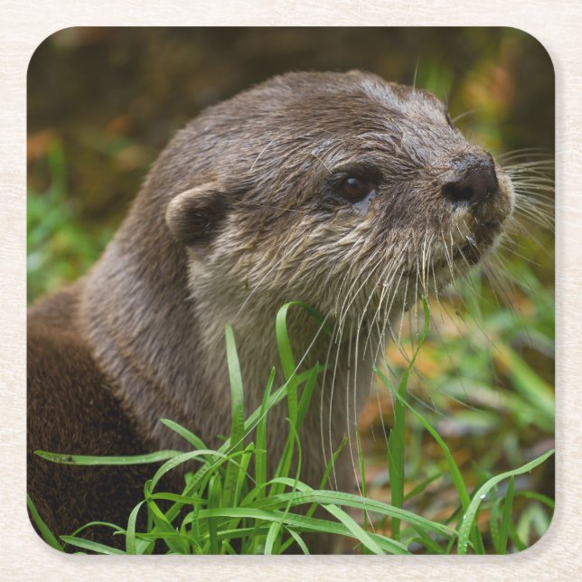 Otterstänk Underlägg Papper Kvadrat (Framsidan)