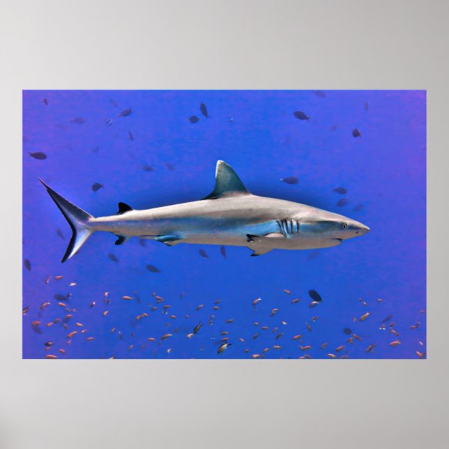 Otto Poster (Framsidan)