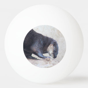 Ottrar Pingisboll