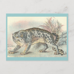 Ounce (Snö Leopard) Vykort