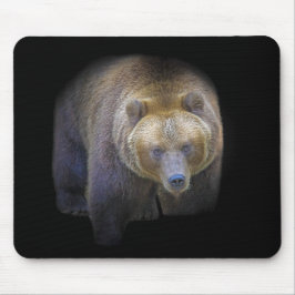 Ours Brun Grizzly Animal Vie Sauvage Forêt Jungle Musmatta