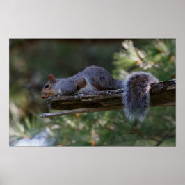 Out on a Limb Poster