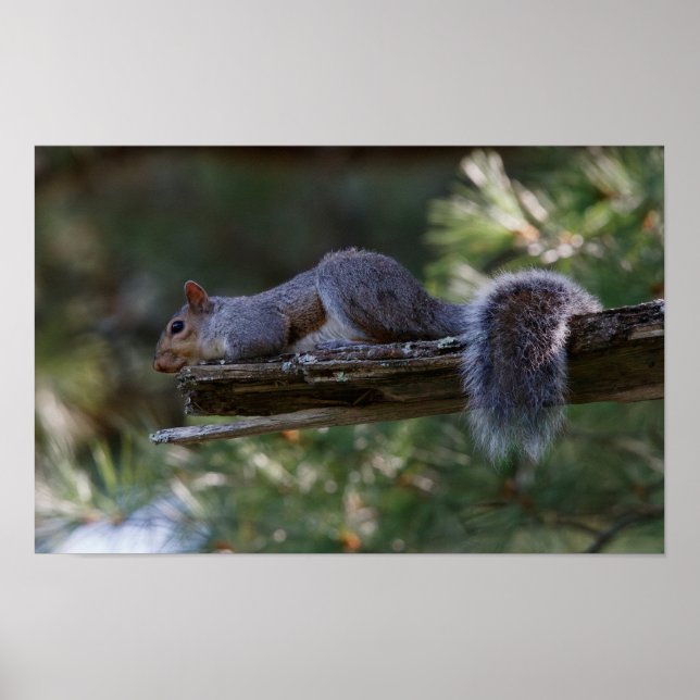 Out on a Limb Poster (Framsidan)