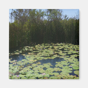 Outback Lily Dynors Magnet