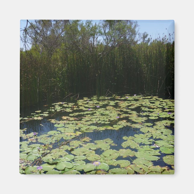 Outback Lily Dynors Magnet (Framsidan)