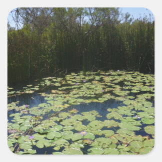Outback Lily Dynors Sticker Fyrkantigt Klistermärke