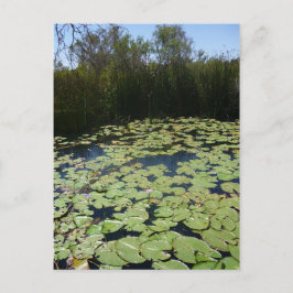 Outback Lily Dynors Vykort