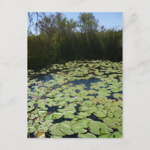 Outback Lily Dynors Vykort
