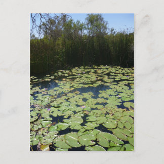 Outback Lily Dynors Vykort