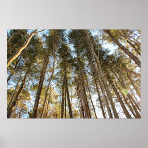 Ovanför träden – Fredfull naturlandskap Poster