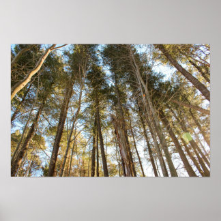 Ovanför träden – Fredfull naturlandskap Poster