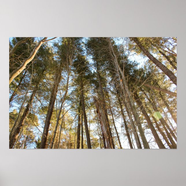 Ovanför träden – Fredfull naturlandskap Poster (Framsidan)