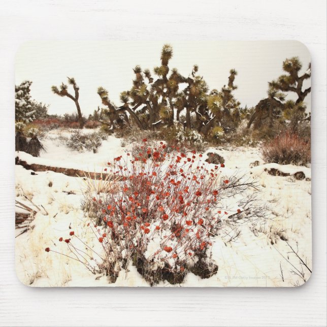 Ovanlig snöstorm på de Joshua träden (Yucca Musmatta (Framsidan)