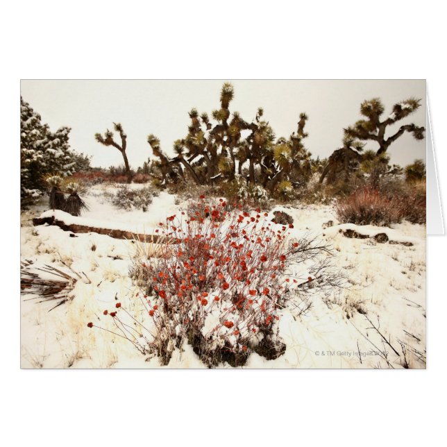 Ovanlig stormen snö på Joshua träd ( Yucca Hälsningskort (Framsidan Horizontal)