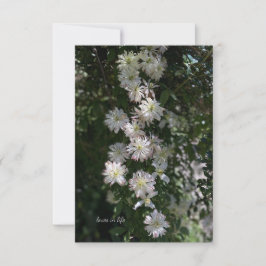 Ovanlig tid än Clematis Anteckningskort