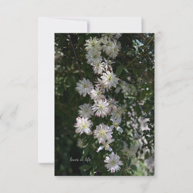 Ovanlig tid än Clematis Anteckningskort (Framsida)