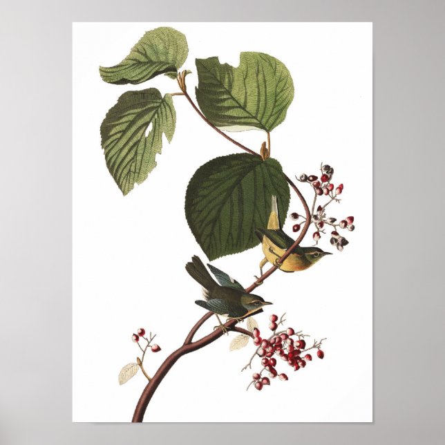 Ovanlig Vintage Audubon Warbler Poster Skriv ut (Framsidan)