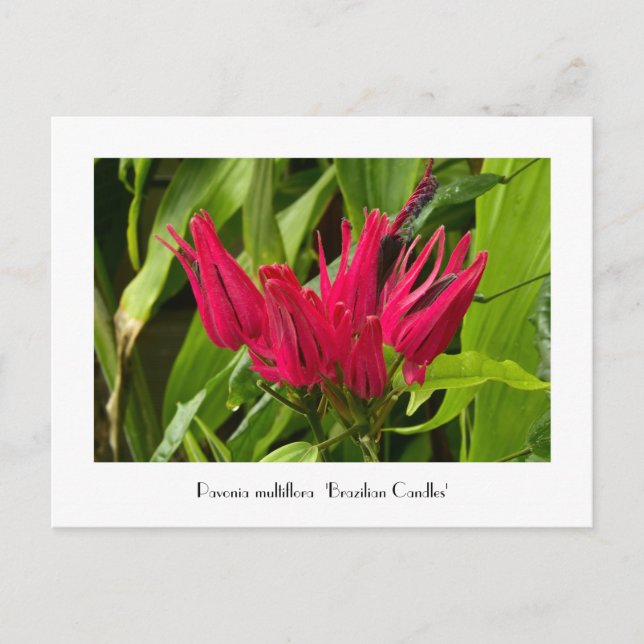 Ovanliga brasilianska ljus eller många blommor vyk vykort (Framsida)