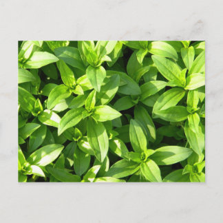 Ovanligt marktäcke vykort