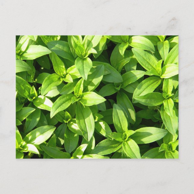 Ovanligt marktäcke vykort (Framsida)