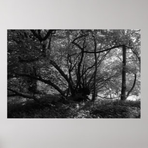 Ovanligt Träd, Bute Park, Cardiff, Wales BW Poster